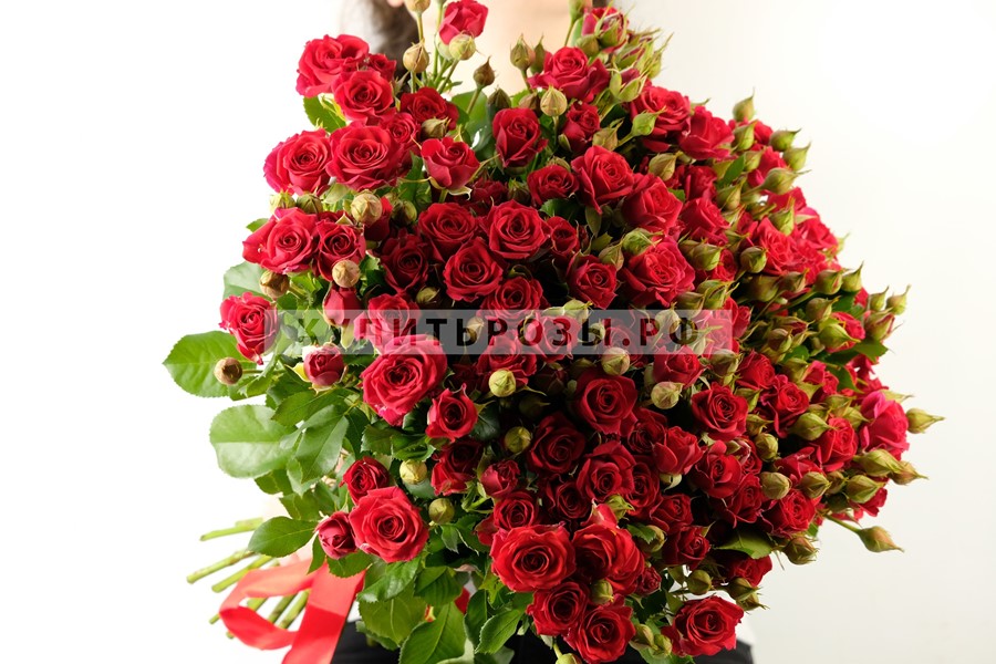 Букет роз 25 Красных кустовых роз